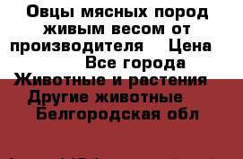 Овцы мясных пород живым весом от производителя. › Цена ­ 110 - Все города Животные и растения » Другие животные   . Белгородская обл.